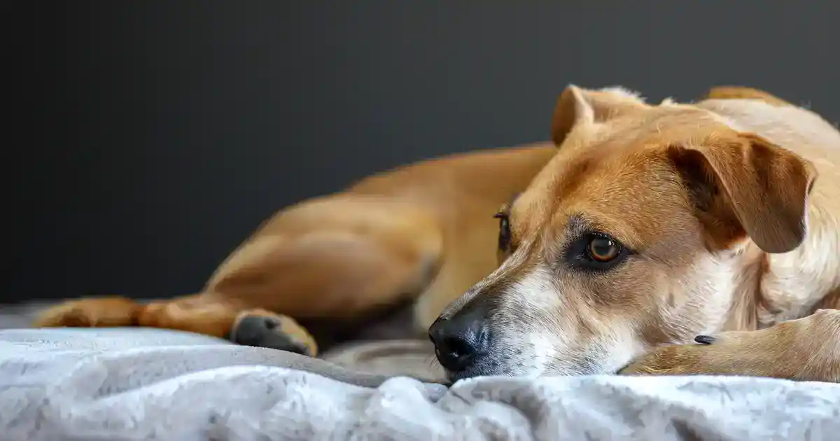 The Ultimate Guide: Do Dogs Cry and Why It Matters for Your Bond