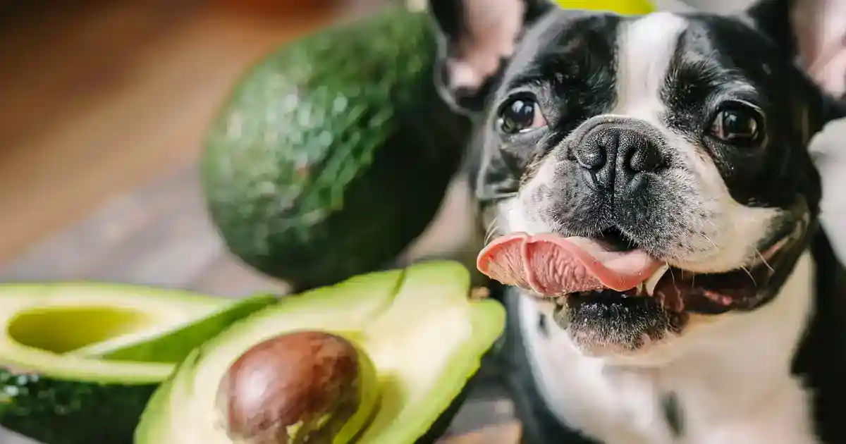 The Ultimate Guide: Is Avocado Good for Dogs? (The Truth About This Controversial Fruit!)