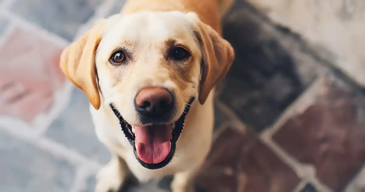 The Ultimate Guide: Is Yogurt Good for Dogs? (The Probiotic Powerhouse Your Pup Needs!)