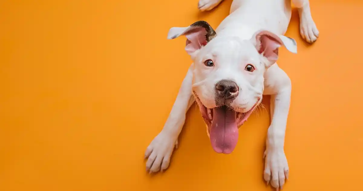The Ultimate Guide to Understanding Parvo in Dogs (And How to Protect Your Furry Friend!)