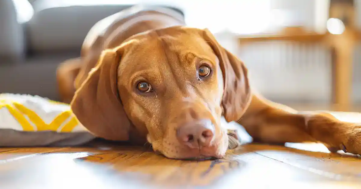 Are Sweet Potatoes Good for Dogs? The Complete Guide (Plus Easy Recipes Your Pup Will Love!)