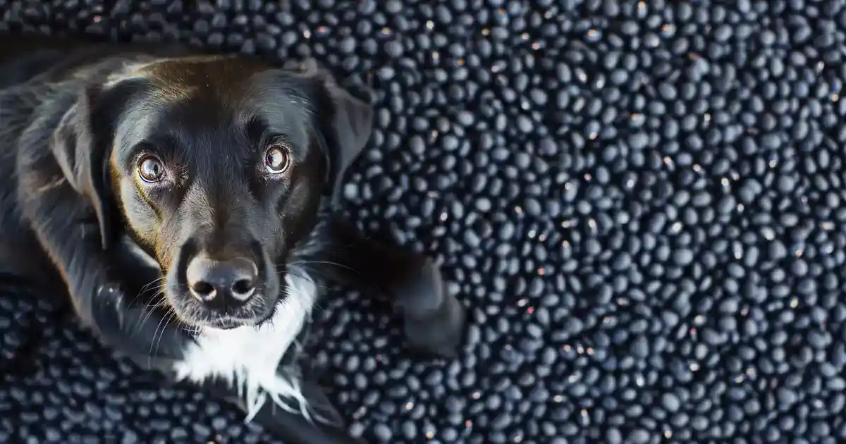 The Ultimate Guide to Feeding Black Beans to Dogs (What Every Pet Parent Needs to Know!)
