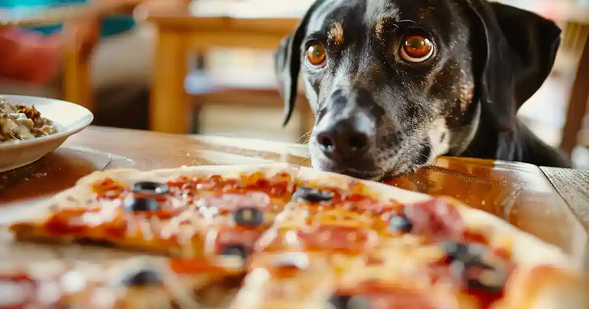 Ultimate Can Dogs Eat Pizza Guide: Expert Answers Revealed (What Every Pet Owner Must Know!)