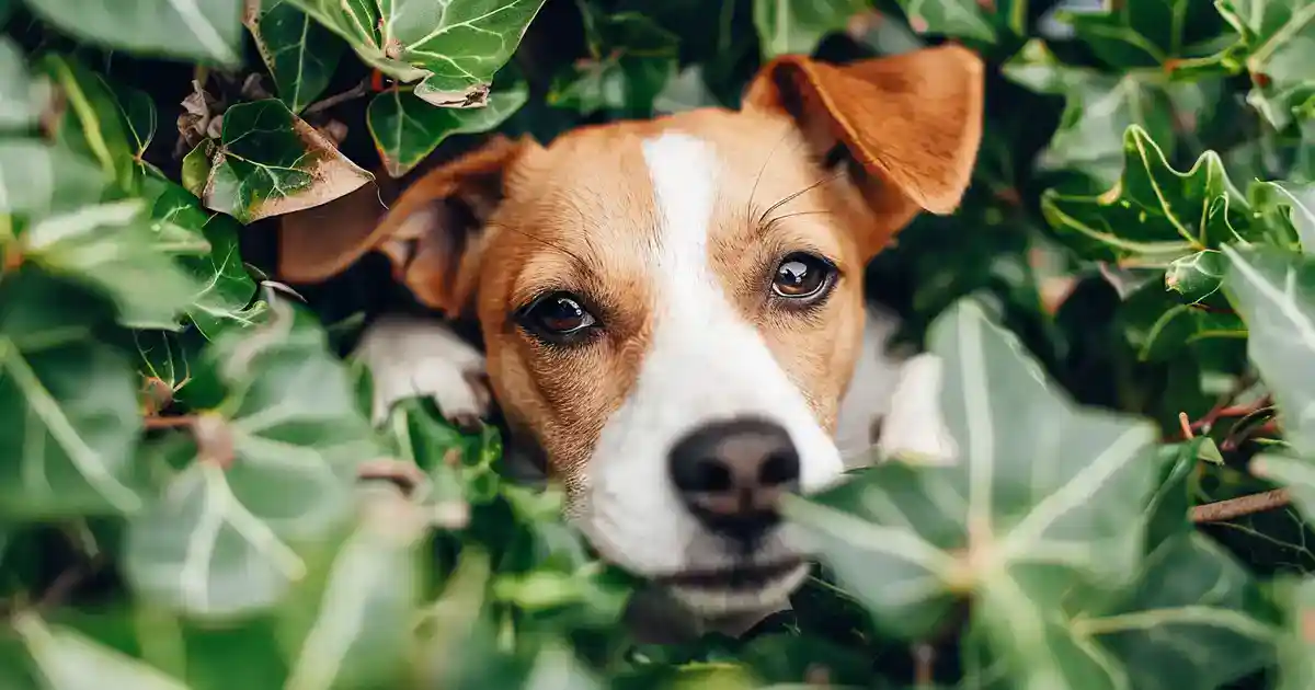 Ultimate Can Dogs Get Poison Ivy Guide for Pet Parents (The Answer Might Surprise You!)