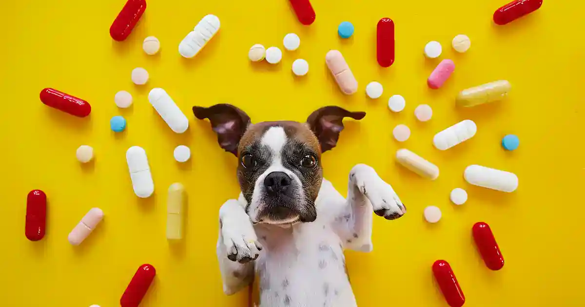 Ultimate Can Dogs Have Tylenol Safety Guide (What Every Pet Parent Must Know!)
