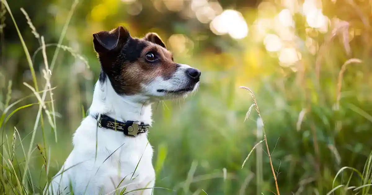 The Ultimate Guide: 10 Foods Dogs Can’t Eat (Keep Your Pup Safe from Hidden Dangers!)