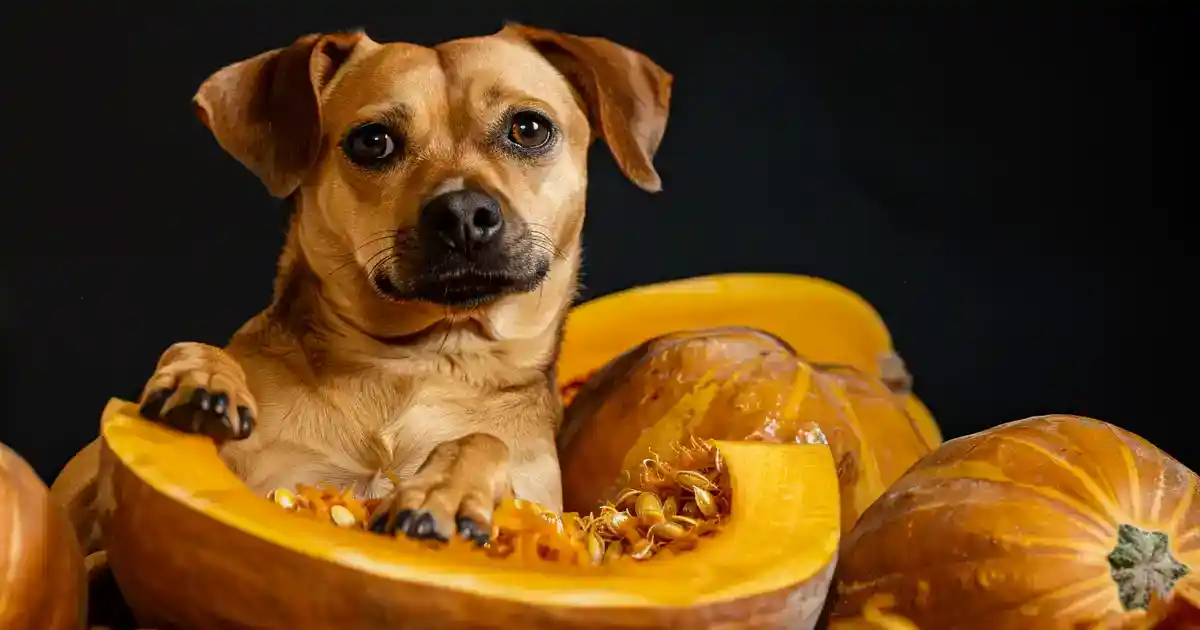 Ultimate Guide: Can Dogs Eat Squash Safely? (Plus Recipes Your Pup Will Devour!)