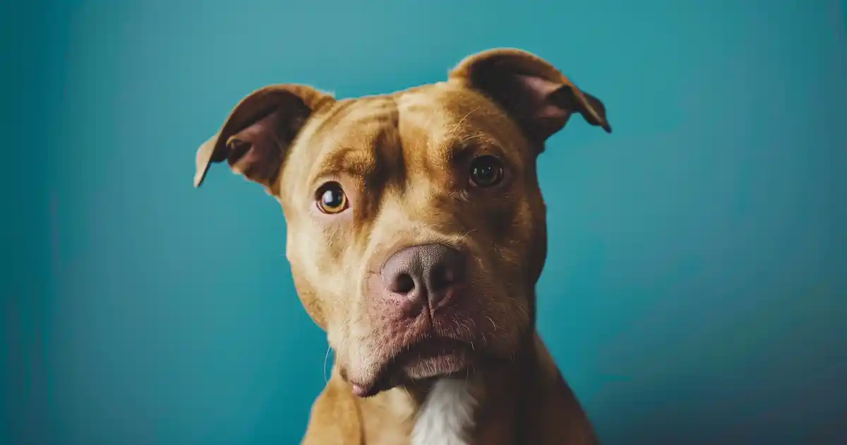 The Ultimate Guide to Using Neosporin on Dogs (A Vet’s Honest Take on Keeping Your Pup Safe!)