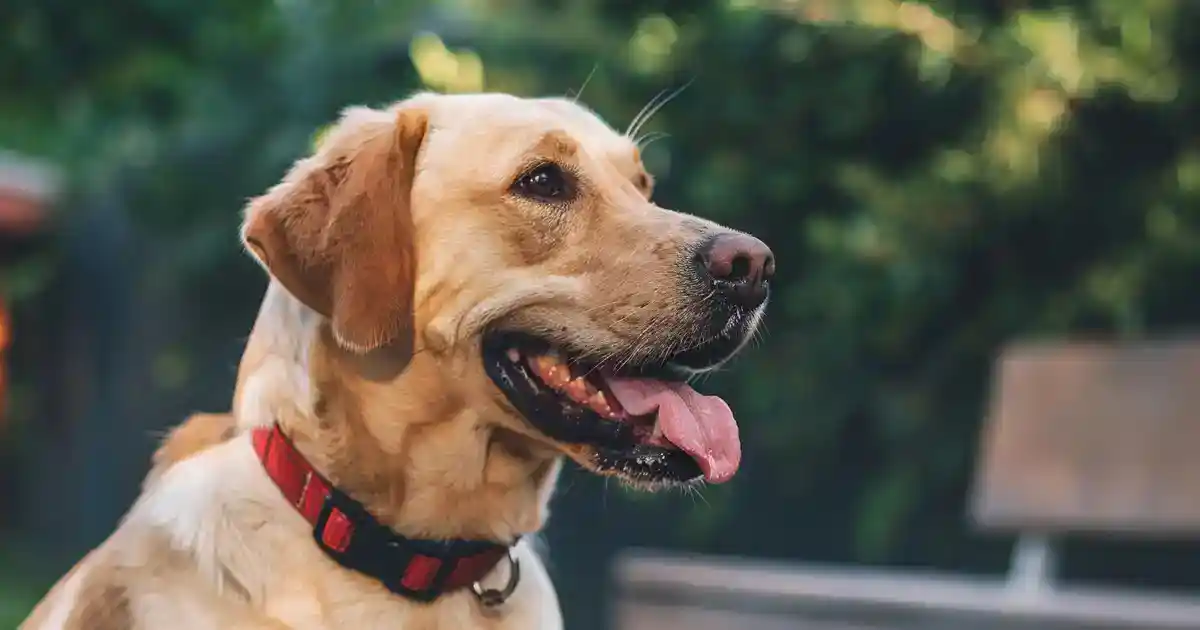 Uncovering the Causes of Hot Spots on Dogs: Your Ultimate Guide