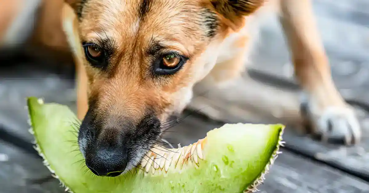 Unleashing the Truth: Can Dogs Safely Eat Honeydew? (Plus Amazing Frozen Treat Ideas!)