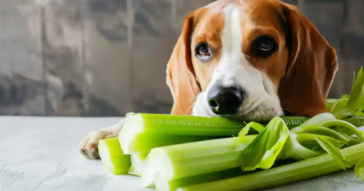 Unleashing the Truth: Is Celery Good for Dogs? (Your Complete Guide to This Crunchy Treat!)