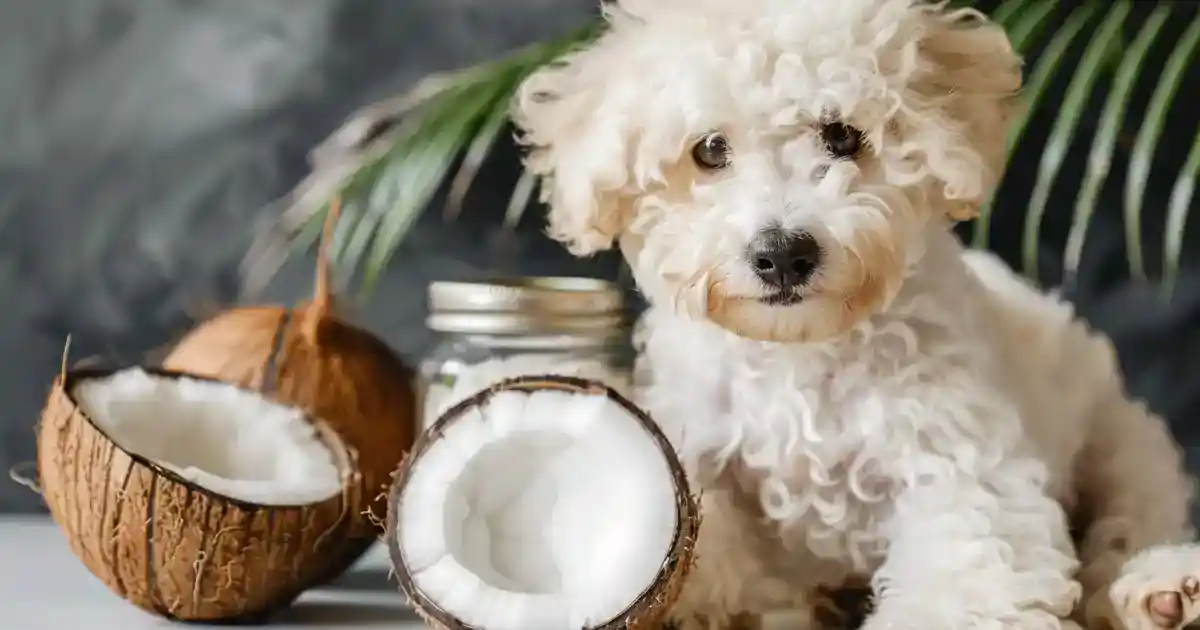Unlocking the Benefits: Can Dogs Safely Enjoy Coconut Oil? (Without the Hype or Confusion!)