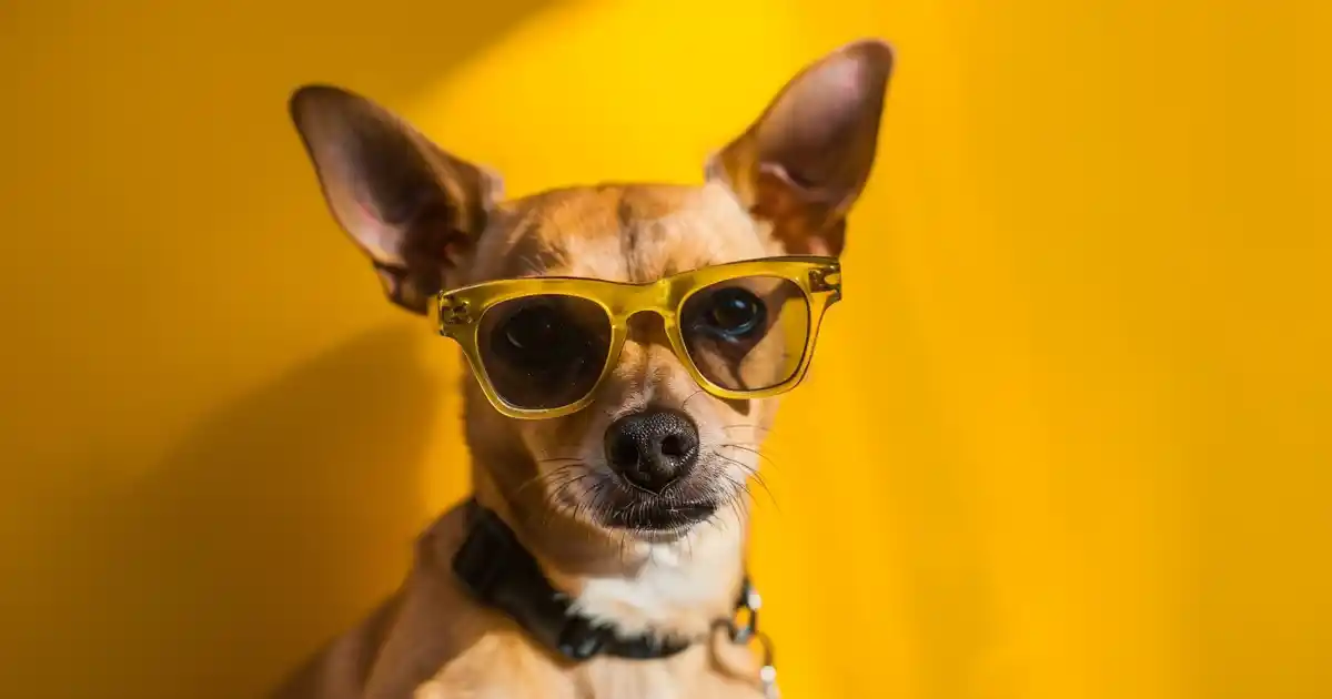 Unlocking the Benefits: Is Honey Good for Dogs? (Your Complete Guide to This Natural Superfood!)