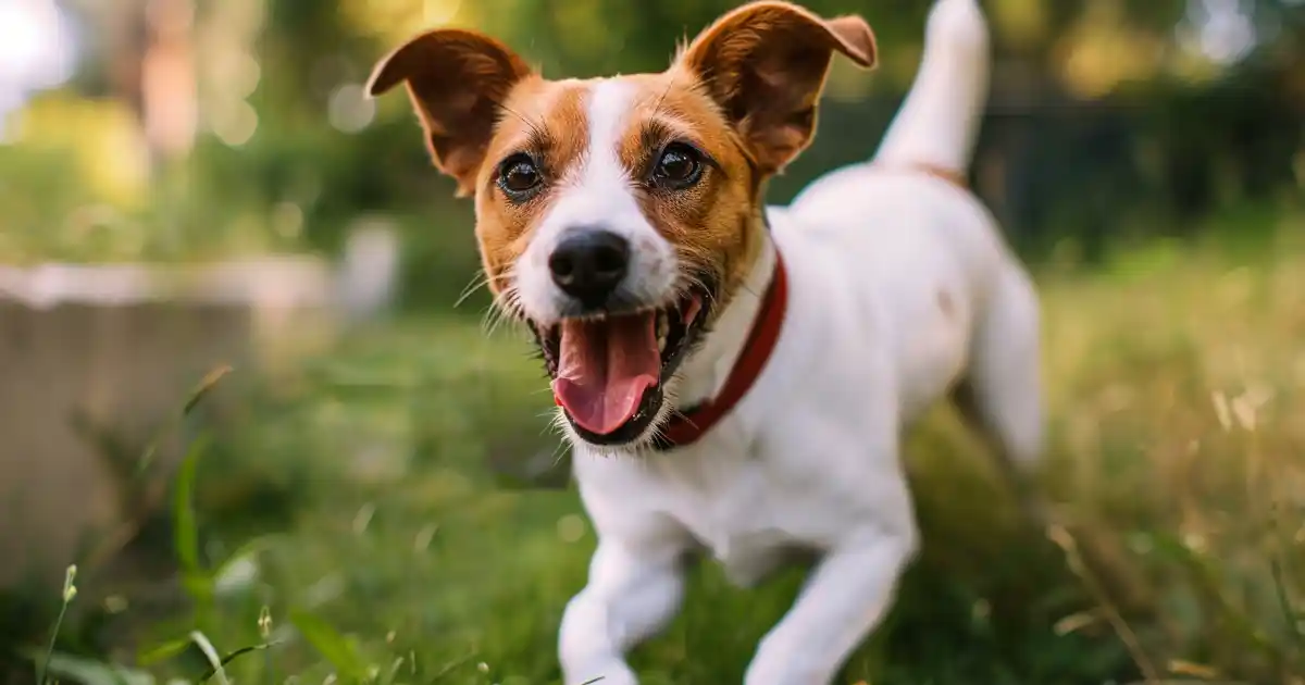 Unveiling the Mystery: How Dogs Contract Heartworm (And How to Stop It Before It Starts!)