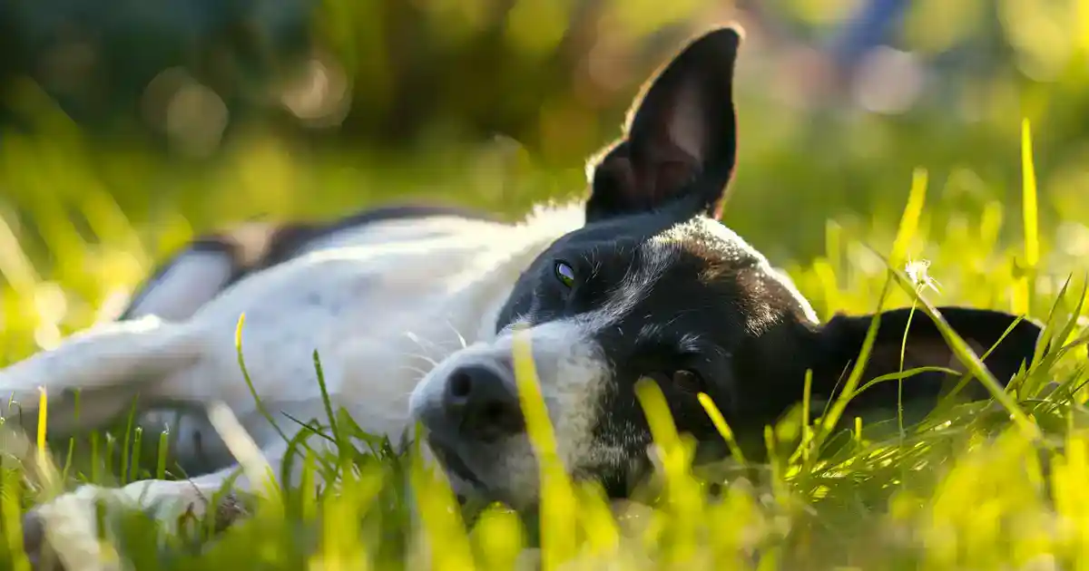 Unveiling the Mystery: How Long Do Dogs Stay in Heat? (Everything You Need to Know Without the Confusion!)