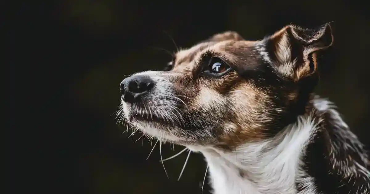 Unveiling the Mystery: the Purpose of Dogs’ Whiskers (They’re Way Cooler Than You Think!)