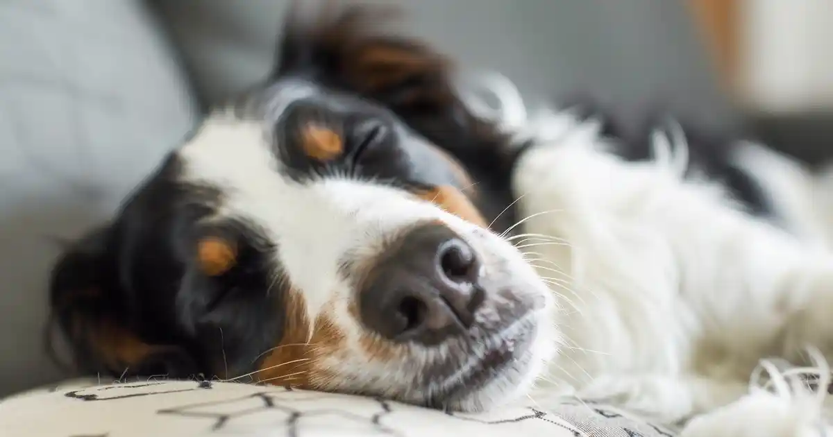 Unveiling the Secrets: What Do Dogs Dream About? (The Fascinating Truth Behind Those Twitchy Paws!)