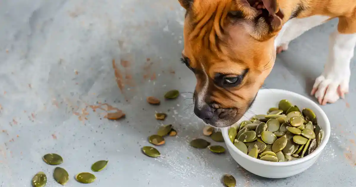 Essential Guide: Are Onions Safe for Dogs to Eat? (Critical Information Every Dog Owner Must Know!)