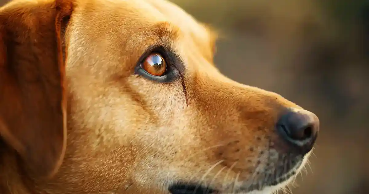 Unveiling the Truth: Can Dogs Really Be Autistic? (Understanding Canine Behavioral Conditions)