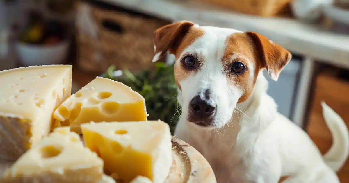 Unveiling the Truth: Is Cheese Harmful to Dogs? Safety Guide and Expert Tips