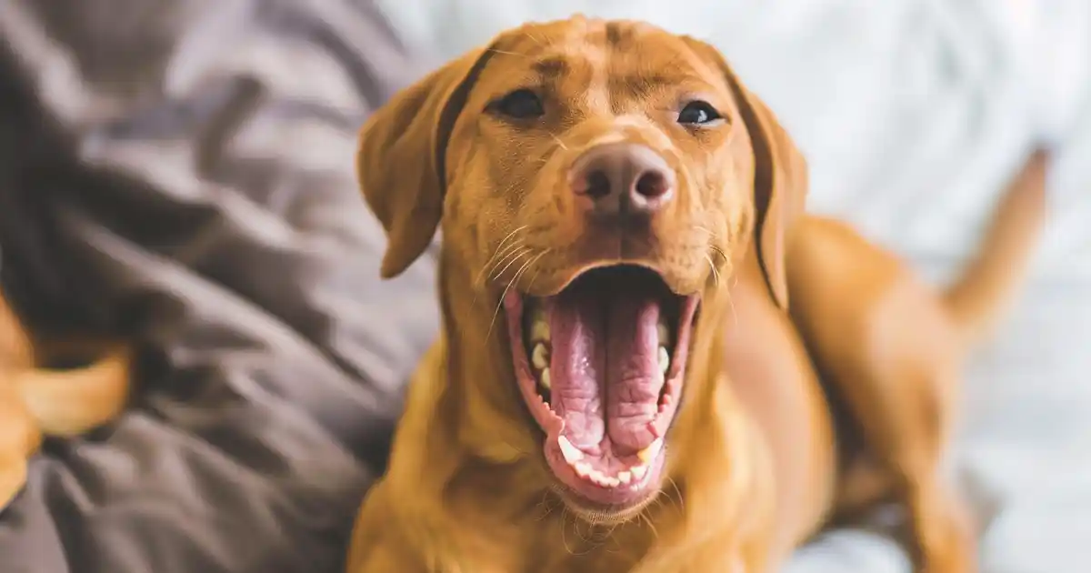 Unveiling the Ultimate Guide: Do Dogs Smile? (Decoding Your Dog’s Happy Face!)
