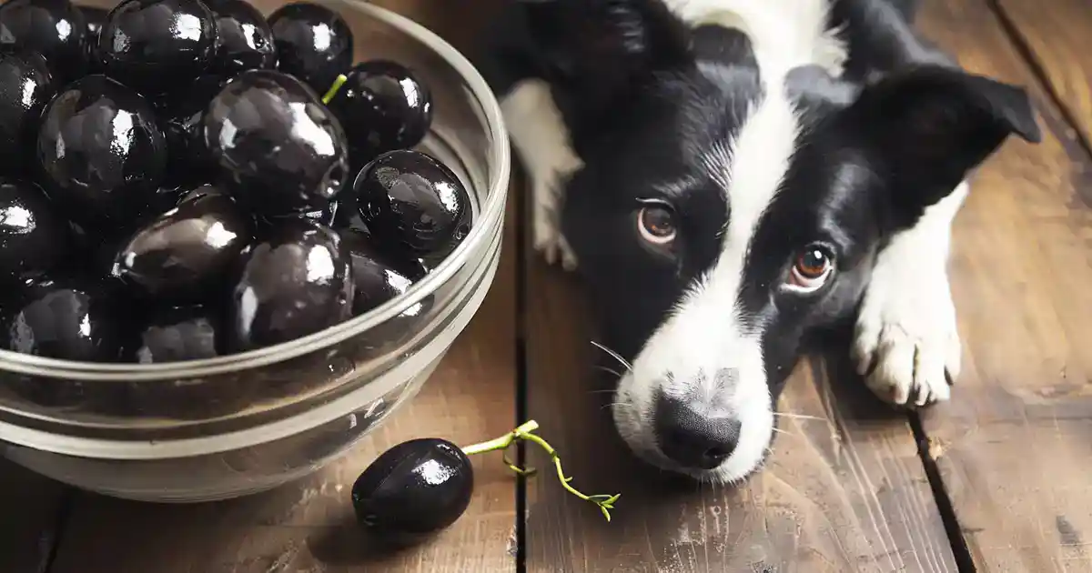 Can Dogs Eat Black Olives? Everything Pet Parents Need to Know (Safety Guide Inside!)