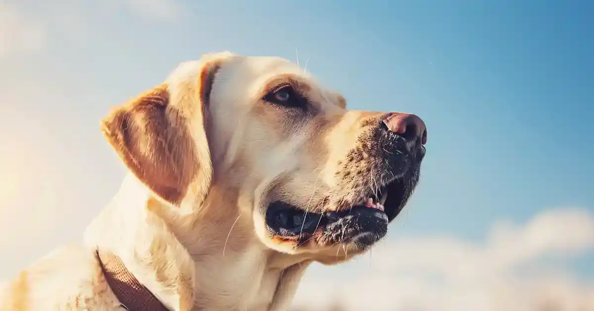 The Ultimate Guide to Rawhide and Dogs (What Every Pet Owner Needs to Know Before Buying!)