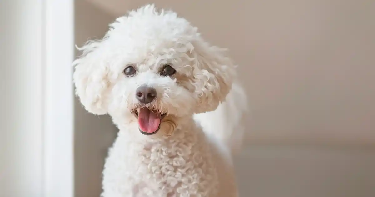 Is Cauliflower Good for Dogs? (The Complete Guide Every Pet Parent Needs)