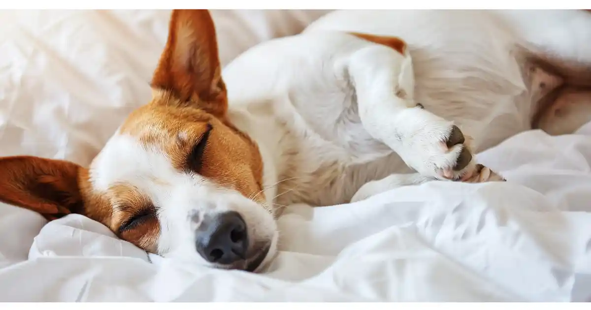 Can Dogs Take Melatonin? (What Every Pet Owner Needs to Know Before Dosing)