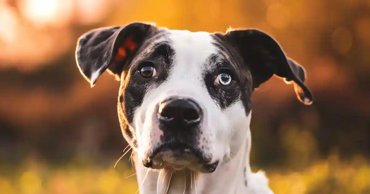 The Complete Guide to Canine Distemper (What Every Dog Owner Needs to Know)