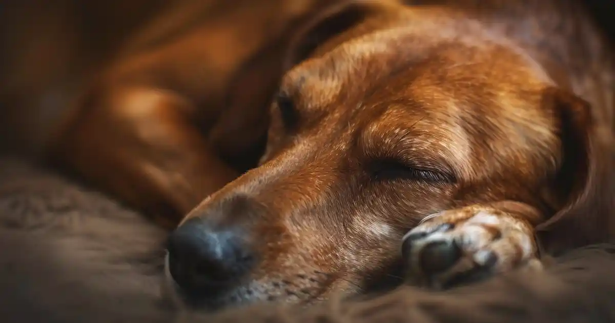 Discover 10 Adorable Curled Sleeping Dog Breeds You’ll Love (And Why They Sleep That Way!)