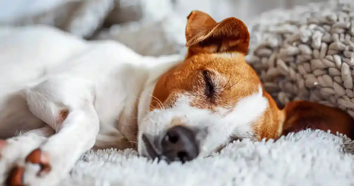 Discover the Magic: Ultimate Dog Sleep Sounds Guide (And What Your Pup’s Nighttime Noises Really Mean!)