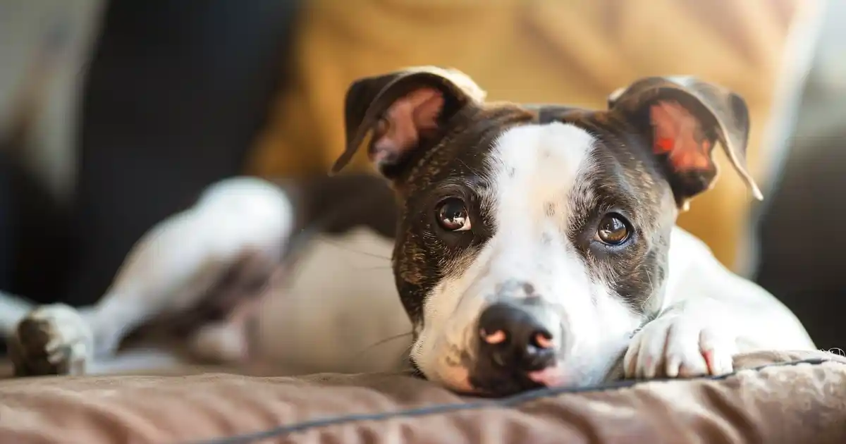 Can Dogs Smell Cancer? (The Science Behind Their Incredible Detection Ability)