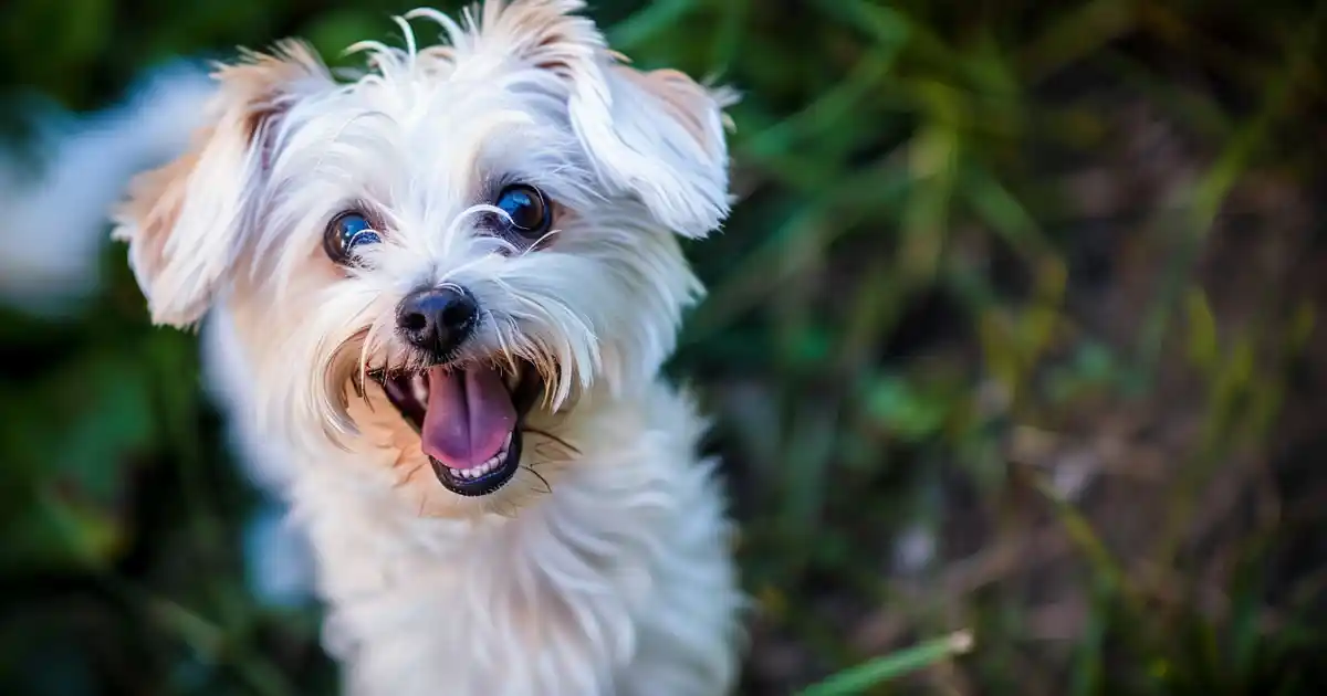 Can Dogs Take Zyrtec? (The Allergy Relief Answer Every Dog Owner Needs)