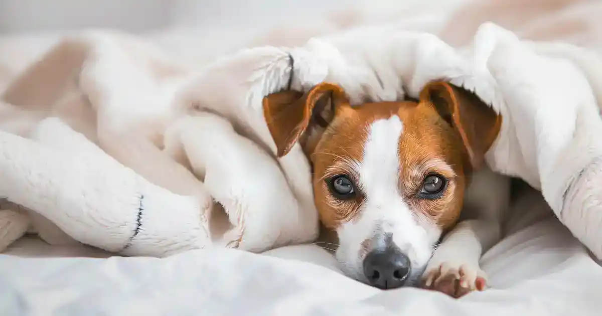 The Complete Guide to What Fleas Look Like on Dogs (Spot Them Before They Become an Infestation!)