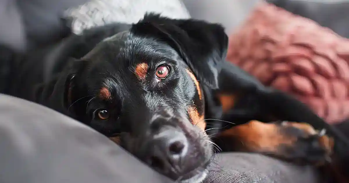 The Complete Guide to Why Dogs Lick Their Feet (What Your Dog Is Trying to Tell You!)