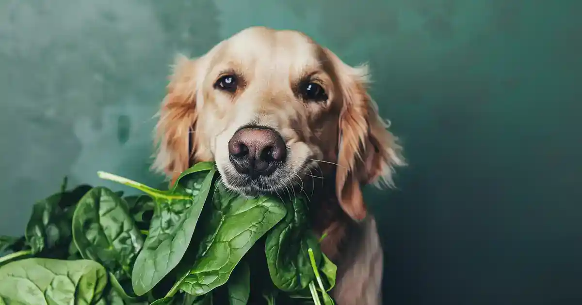 Healthy Paws: Is Spinach Good for Dogs? (The Complete Truth About This Leafy Green!)