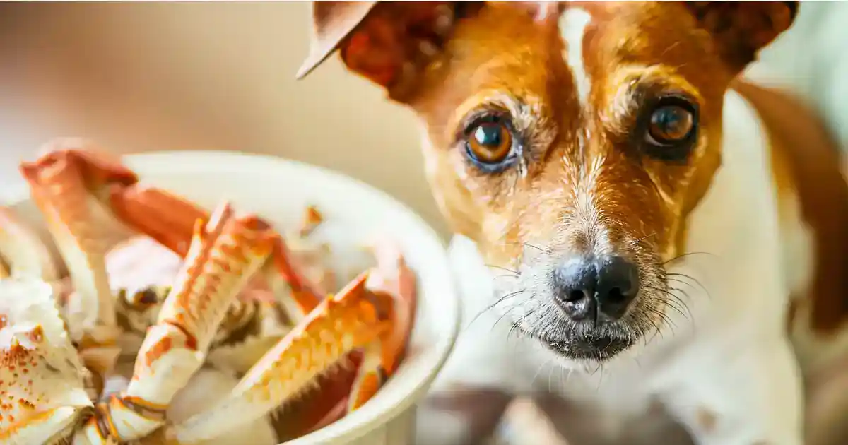 The Complete Guide to Dogs and Crab (Everything You Need to Know Before Sharing!)