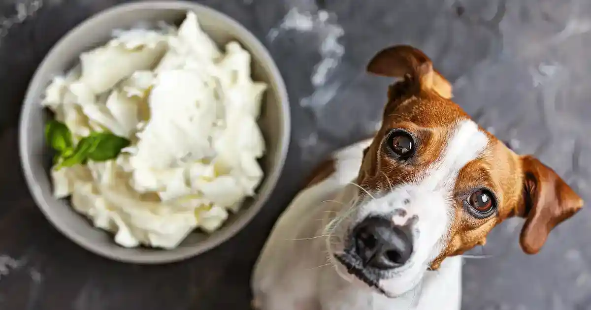 The Complete Guide to Dogs and Cream Cheese (Yes, But Read This First!)