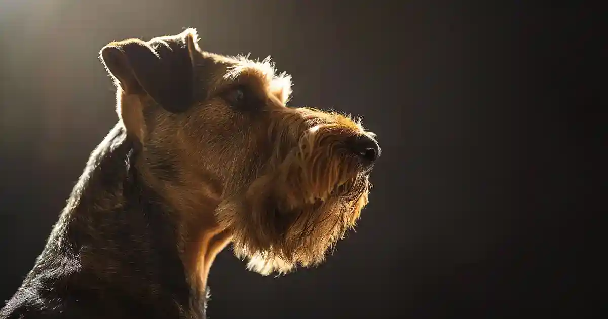 Master Airedale Terrier Grooming: Complete Tips & Tricks (Perfecting the King of Terriers Look!)