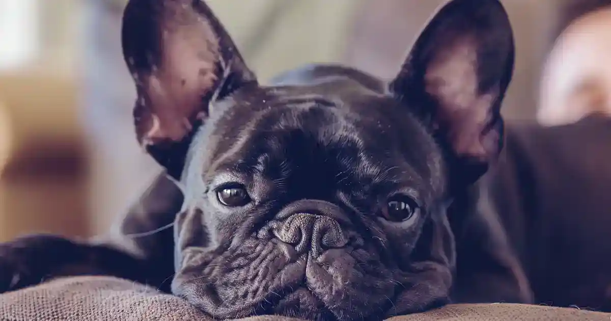 Master French Bulldog Care: Tips and Tricks (Your Complete Frenchie Guide!)