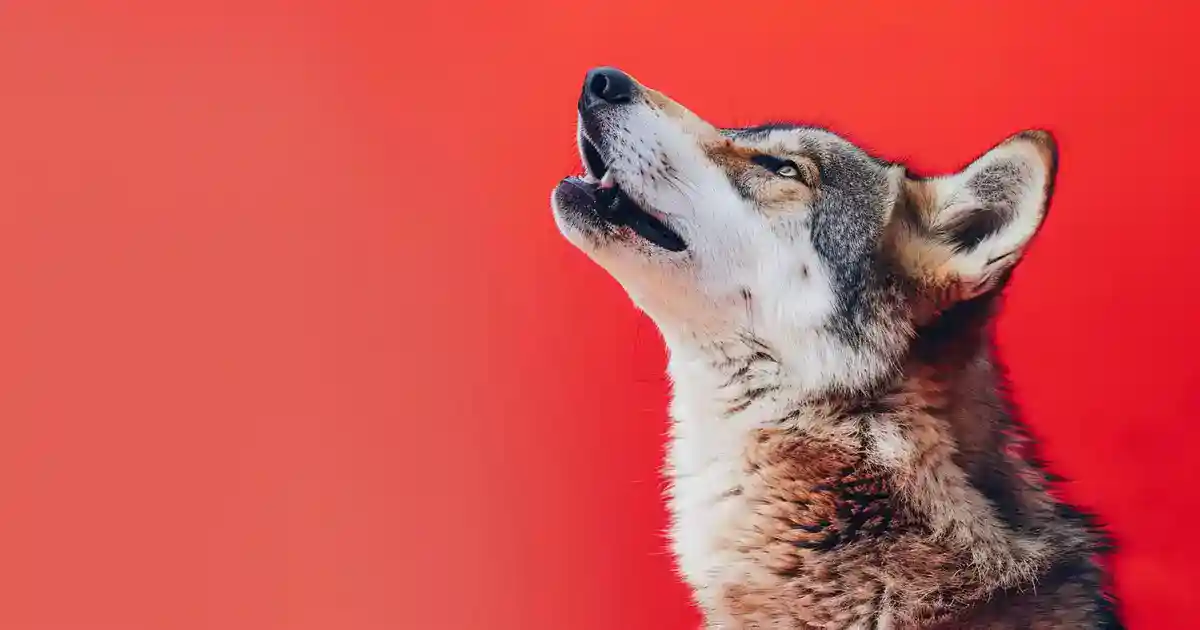 Mastering the Art of Pack Howl: Your Guide to Effective Communication (Join Your Dog’s Ancient Chorus!)