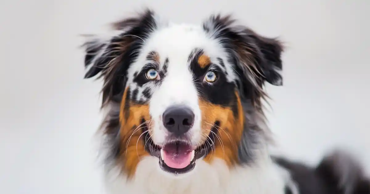 Mastering the Brilliance of Australian Shepherd Intelligence (Without Losing Your Sanity or Your Furniture!)