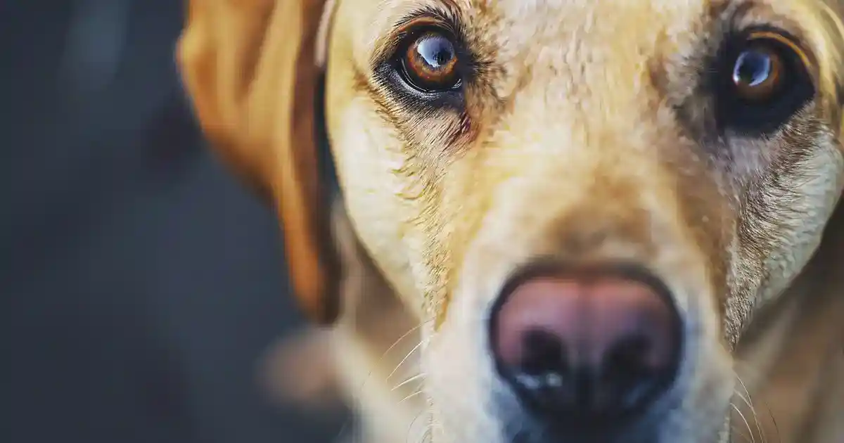 The Complete Guide to Aspirin for Dogs (Before You Reach for That Bottle!)