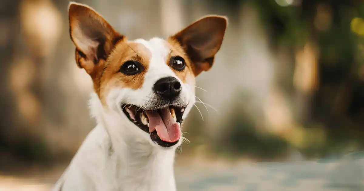 The Surprising Reasons Why Female Dogs Hump Unveiled (And Why It’s Totally Normal!)