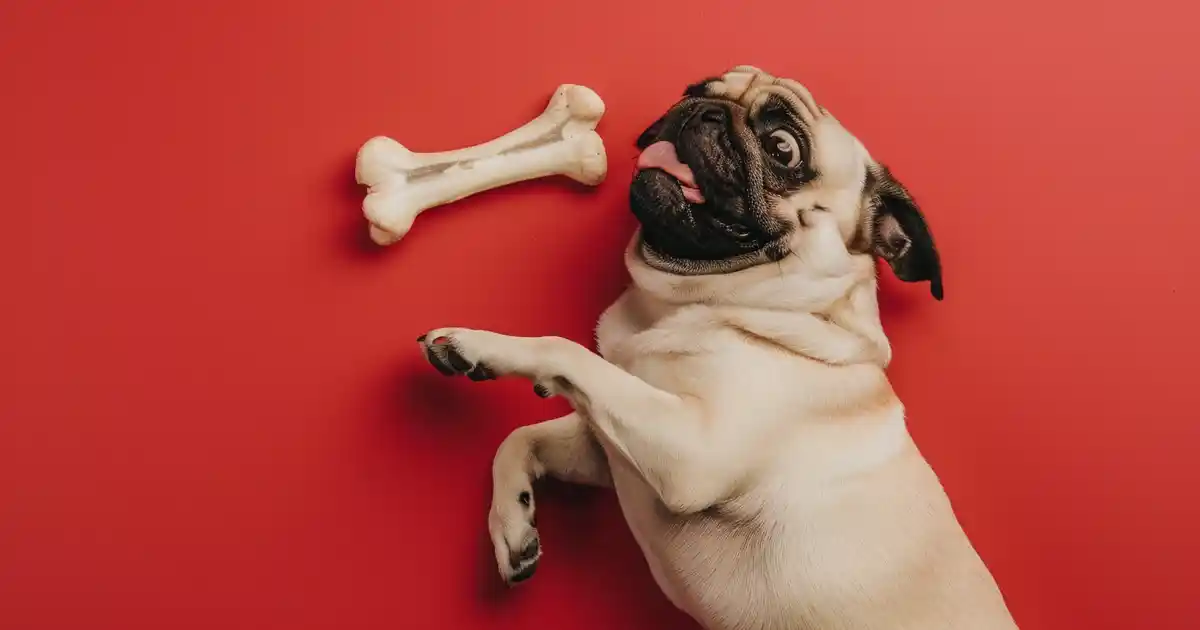 The Ultimate Guide: Are Rib Bones Safe for Dogs? (What Every Pet Parent Must Know Before Sharing!)
