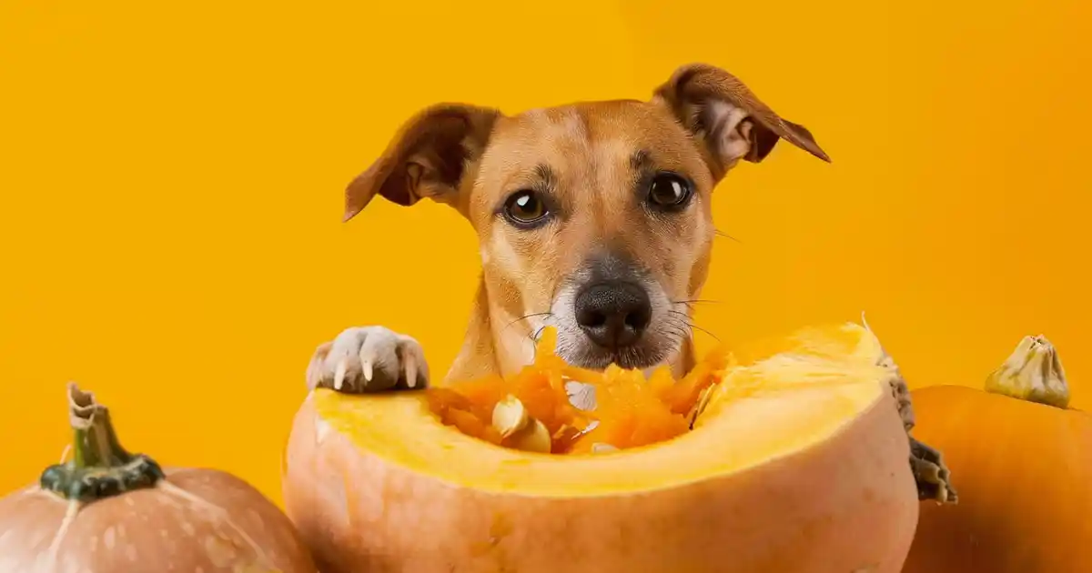 The Ultimate Guide: Can Dogs Eat Butternut Squash (Safe, Healthy & Delicious for Your Pup!)