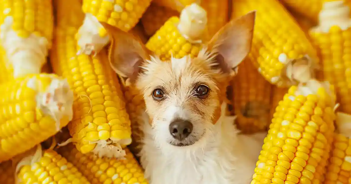 The Ultimate Guide to Dogs and Corn Cobs (This Could Save Your Dog’s Life!)