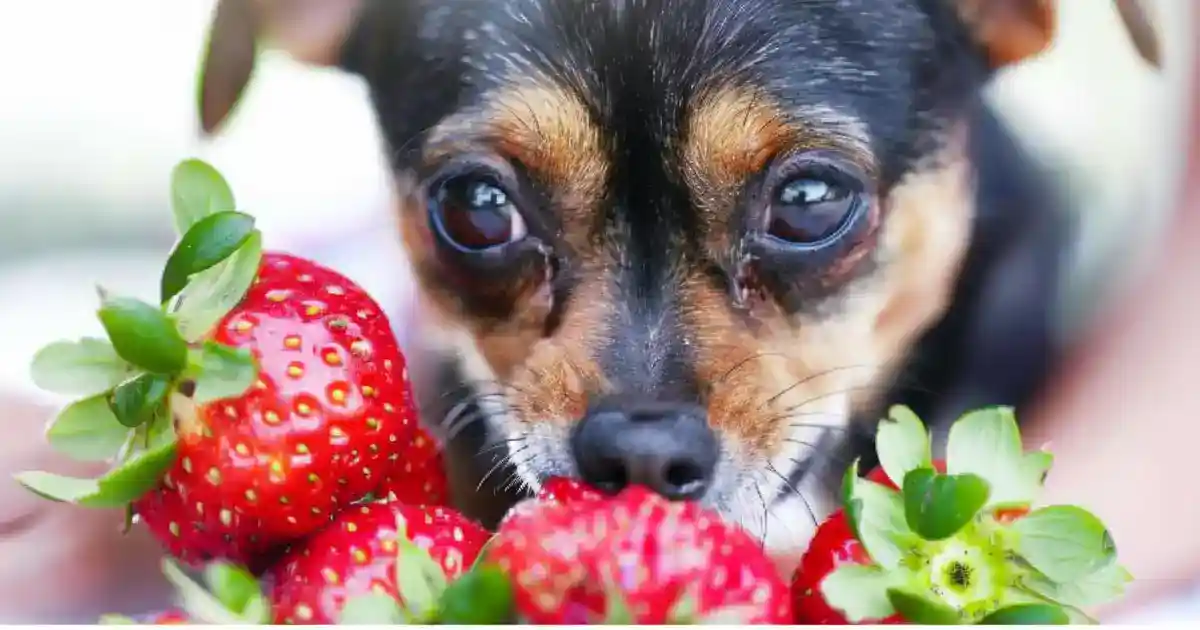 The Ultimate Guide: Can Dogs Eat Strawberries Safely? (Yes, and Your Pup Will Love Them!)