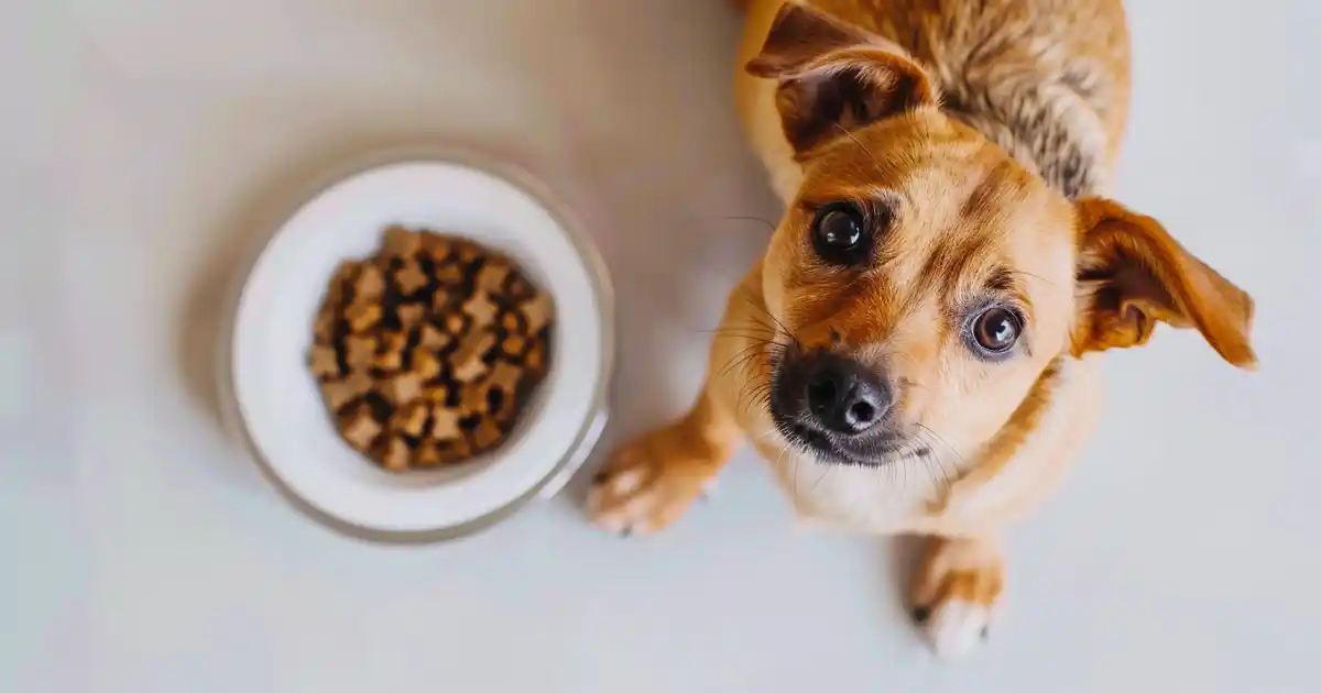 The Ultimate Guide: Can Dogs Eat Tofu (Your Complete Safety Guide for Protein-Loving Pups!)